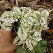 Hypoestes phyllostachya white