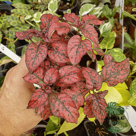 Hypoestes phyllostachya red