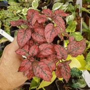 Hypoestes phyllostachya red