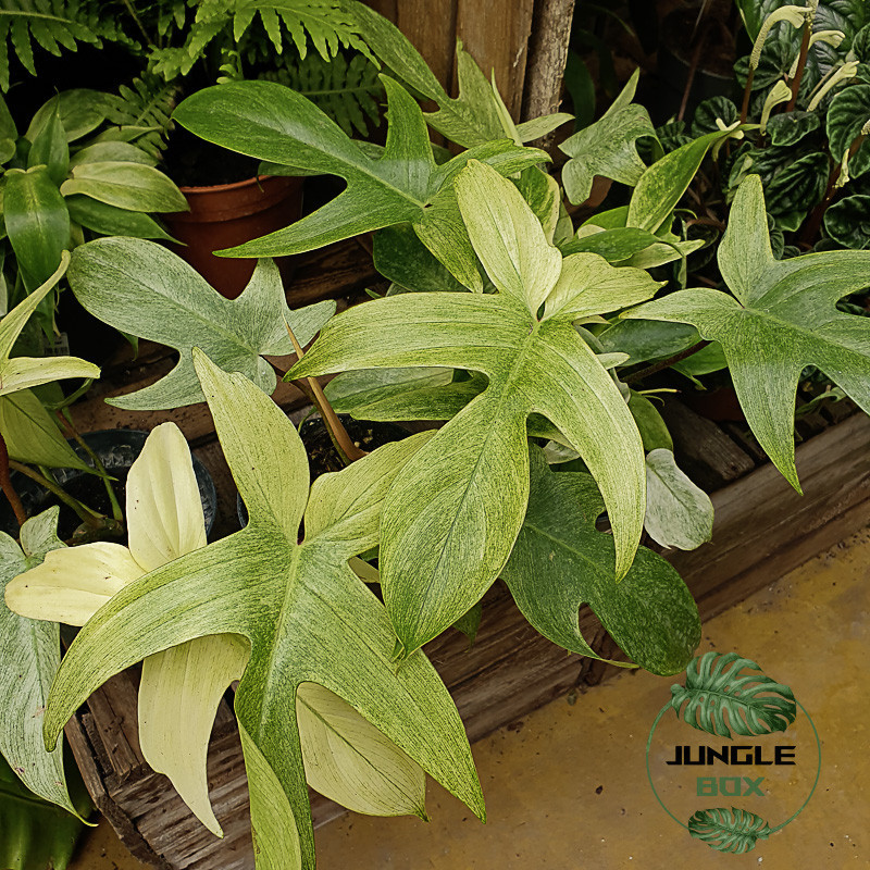 Philodendron Florida Ghost plante tropicale rare pour terrarium et intérieur JungleBox