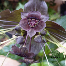 Tacca chantrieri – orchidée chauve souris