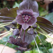 Tacca chantrieri – orchidée chauve souris