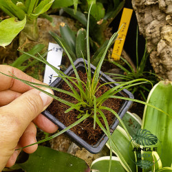 Vriesea correia-araujoi – Broméliacée tropicale originaire du Brésil