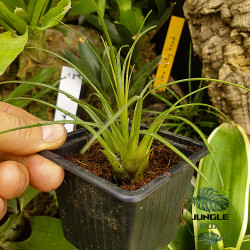 Vriesea correia araujoi