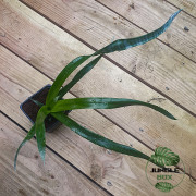 billbergia ehukai pup