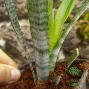 billbergia ehukai pup