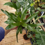 Neoregelia “Red Goodies” – Broméliacée décorative rouge