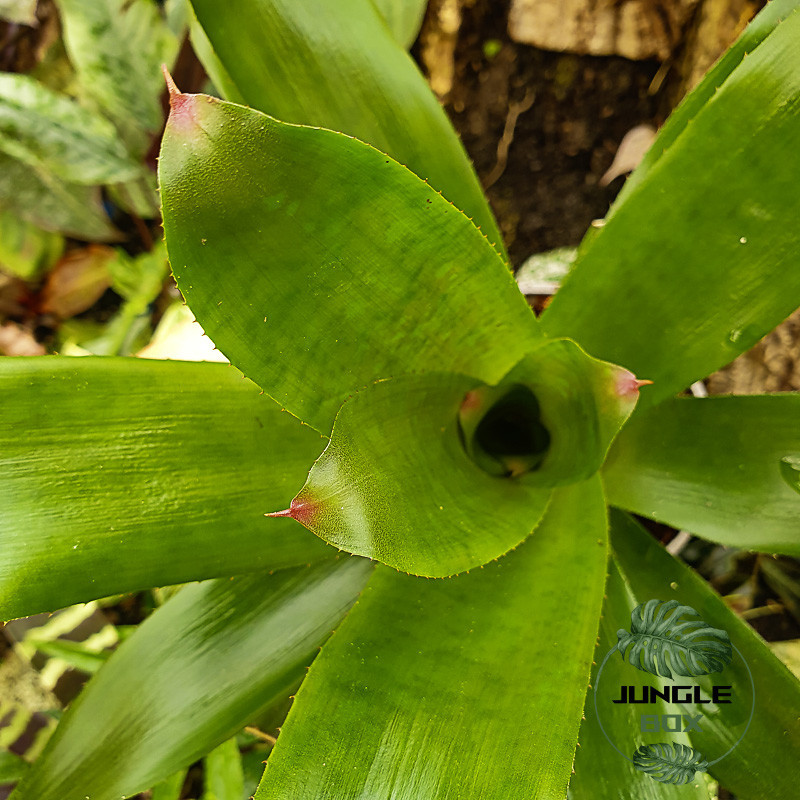 Neoregelia red goodies