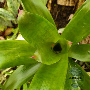 Neoregelia red goodies