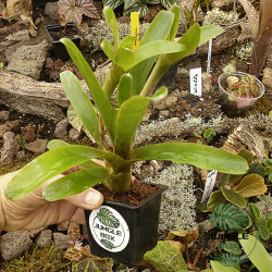 Néoregelia sp avec pup