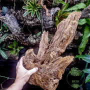 ROOT MANGROVE 40 60 cm