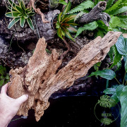 ROOT MANGROVE 40 60 cm