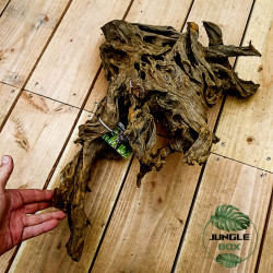 ROOT MANGROVE 40/60 cm