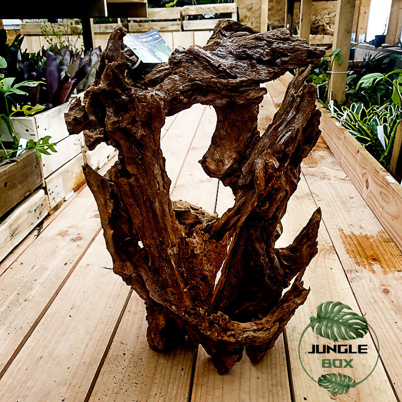 RACINE MANGROVE GM 40-60CM