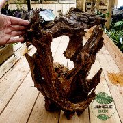 ROOT MANGROVE 40/60 cm