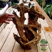 RACINE MANGROVE GM 40-60CM