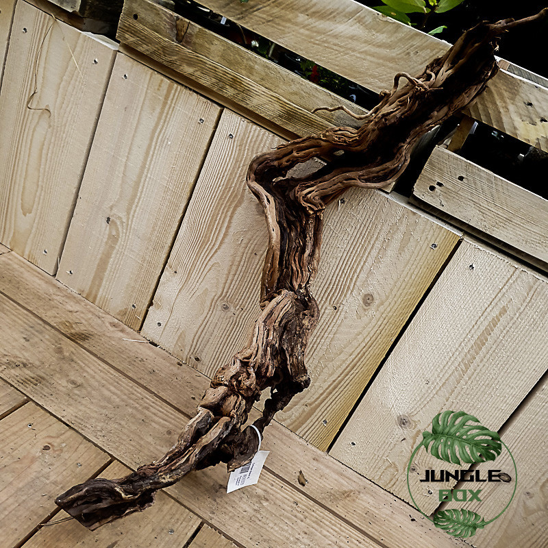 Curlivigne rouge  XL (racine)