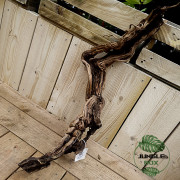 Curlivigne rouge  XL (racine)