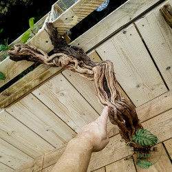 Curlivigne Rouge XL (Racine) – Décor naturel pour terrarium