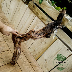 Curlivigne Rouge XL (Racine) – Décor naturel pour terrarium