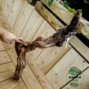 Curlivigne Rouge XL (Racine) – Décor naturel pour terrarium