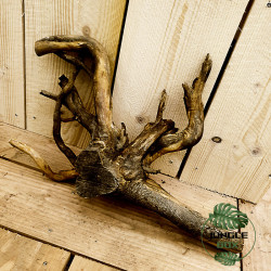 Souche de Bois Flotté – Décor naturel pour terrarium