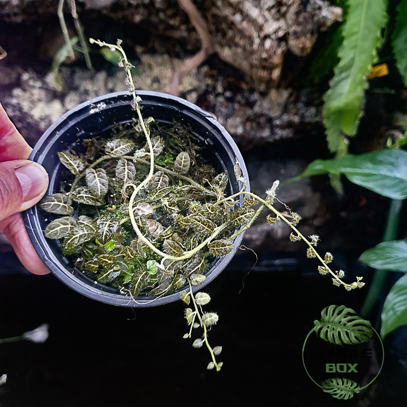 Solanum evolvulifolium