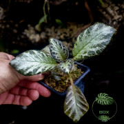Episcia cupreata