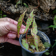 begonia amphioxus