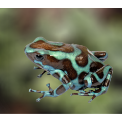 Dendrobates auratus bronze