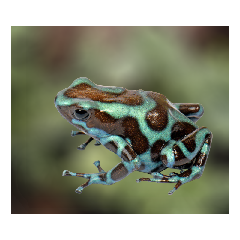Dendrobates auratus bronze