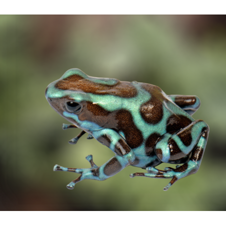 Dendrobates auratus bronze