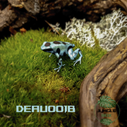 Dendrobates auratus Bronze
