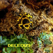 Dendrobates leucomelas – Élevage, soins et terrarium | JungleBox