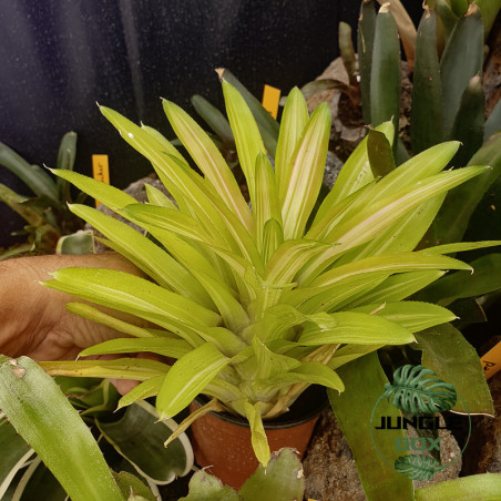 Neoregelia ‘Burnsie’s Spiral’ – Broméliade tropicale colorée pour terrariums et intérieurs
