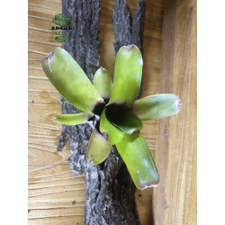 Neoregelia Amandae double