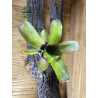 Neoregelia Amandae double