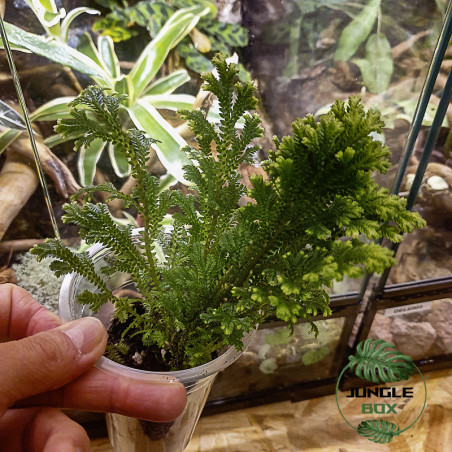 Selaginella jori