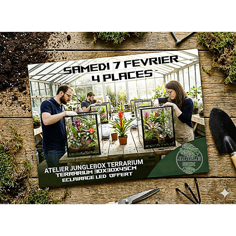 Atelier Terrarium Planté Tropical – 30 × 30 × 45 cm
