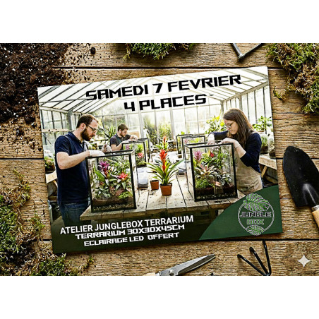 Atelier Terrarium Planté Tropical – 30 × 30 × 45 cm