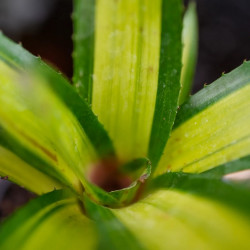 Néoregelia chrissy gros plan