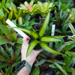 Néoregelia chrissy vue de dessus