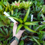 Néoregelia chrissy vue de dessus