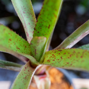 Neoregelia amaranda