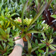 Neoregelia Amaranda – Broméliacée tropicale colorée