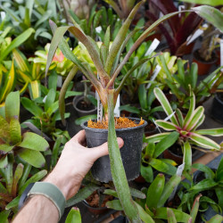 Neoregelia Amaranda – Broméliacée tropicale colorée