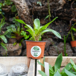 neoregelia ampullacea