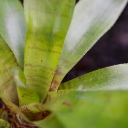 Neoregelia ampullacea – Mini broméliacée tropicale colorée | JungleBox