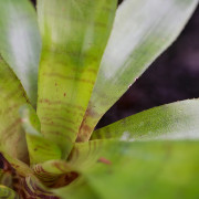 Neoregelia ampullacea – Mini broméliacée tropicale colorée | JungleBox