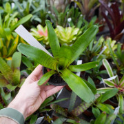Neoregelia ampullacea – Mini broméliacée tropicale colorée | JungleBox